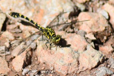 <i>Onychogomphus forcipatus</i>