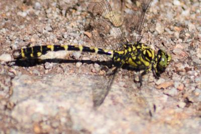 <i>Onychogomphus forcipatus</i>