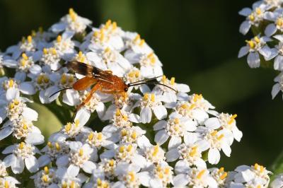<i>Cremnops desertor</i>