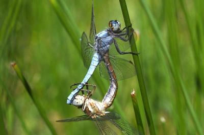 <i>Orthetrum brunneum</i>