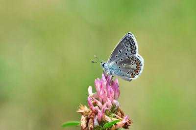 <i>Polyommatus icarus</i>