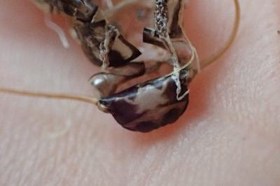 <i>Perla marginata</i>