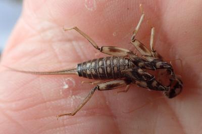 <i>Perla marginata</i>