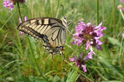 <i>Papilio machaon</i>
