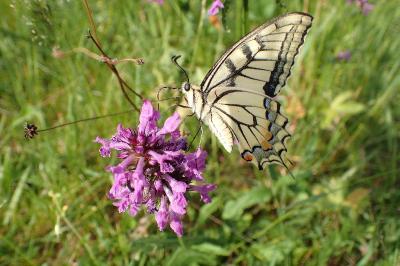 <i>Papilio machaon</i>