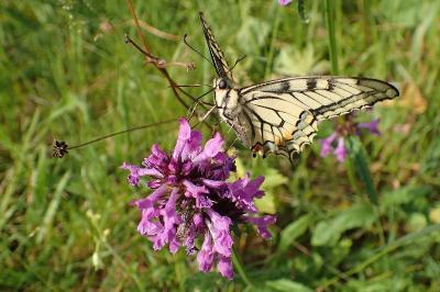 <i>Papilio machaon</i>