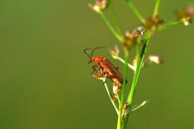 <i>Rhagonycha fulva</i>