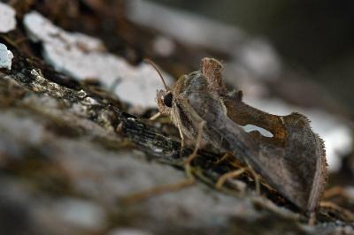 <i>Macdunnoughia confusa</i>