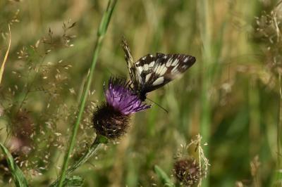<i>Melanargia galathea</i>