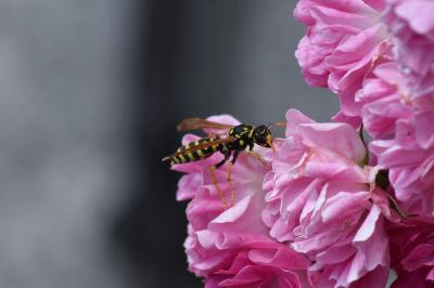 <i>Polistes dominula</i>