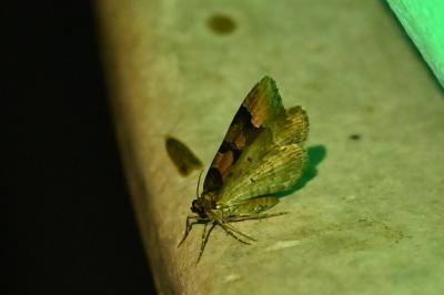 <i>Catarhoe rubidata</i>