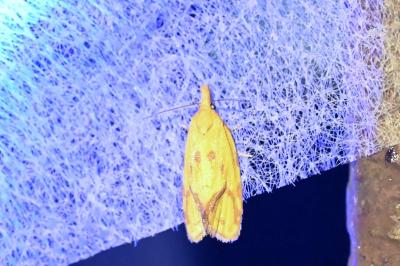<i>Agapeta hamana</i>
