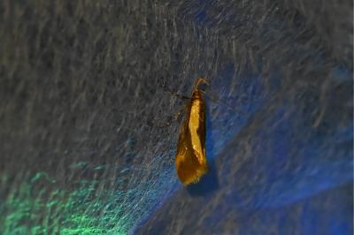 <i>Harpella forficella</i>