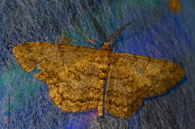 <i>Hypomecis punctinalis</i>