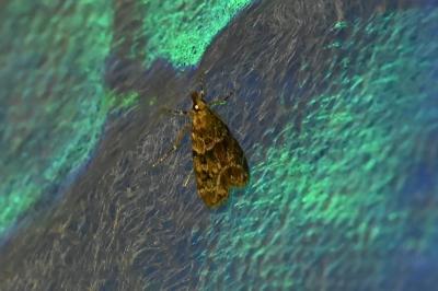 <i>Eudonia mercurella</i>