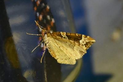 <i>Eulithis prunata</i>