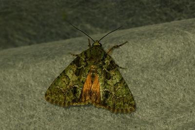 <i>Polyphaenis sericata</i>