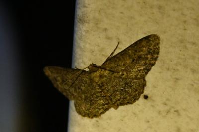 <i>Ectropis crepuscularia</i>