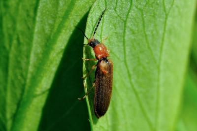 <i>Denticollis linearis</i>