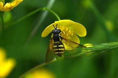 <i>Chrysotoxum cautum</i>