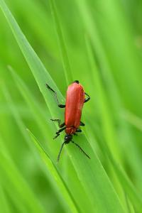 <i>Pyrochroa coccinea</i>