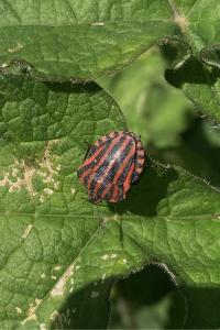 <i>Graphosoma italicum</i>