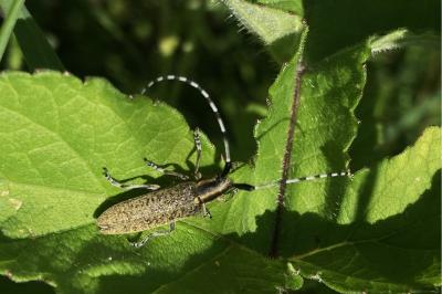 <i>Agapanthia villosoviridescens</i>