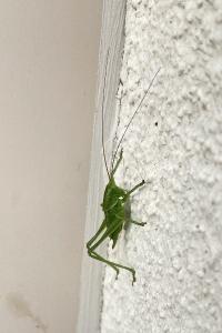 <i>Agapanthia villosoviridescens</i>