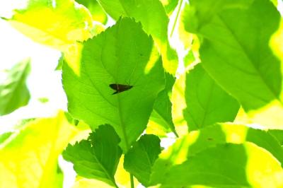 <i>Nemophora degeerella</i>
