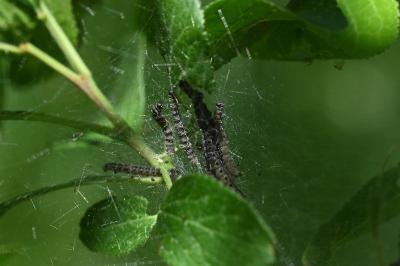 <i>Yponomeuta malinella</i>
