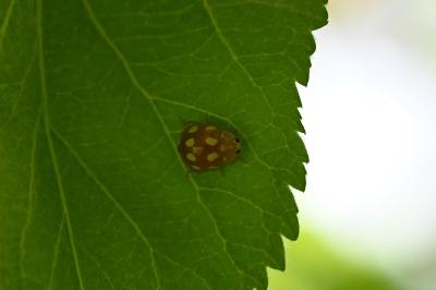 <i>Calvia decemguttata</i>