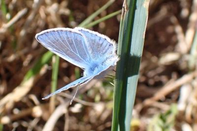 <i>Polyommatus icarus</i>