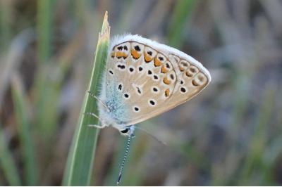 <i>Polyommatus icarus</i>