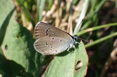 <i>Cyaniris semiargus</i>