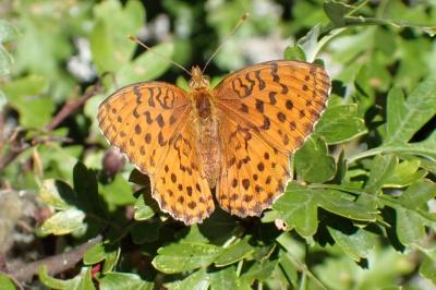 <i>Brenthis daphne</i>