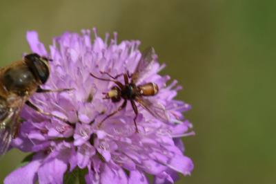 <i>Sicus ferrugineus</i>