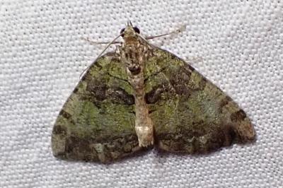 <i>Hydriomena furcata</i>