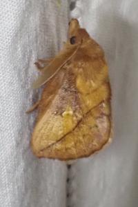 <i>Euthrix potatoria</i>