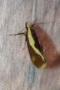 <i>Harpella forficella</i>