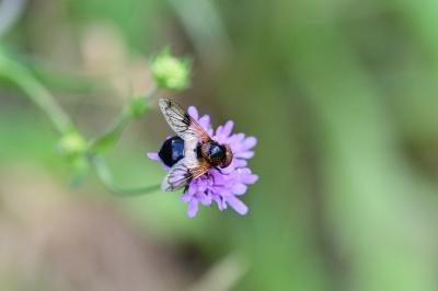 <i>Volucella pellucens</i>