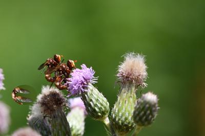 <i>Sicus ferrugineus</i>