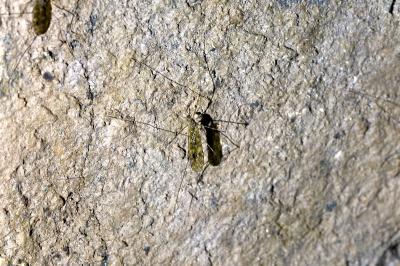 <i>Achyrolimonia neonebulosa</i>