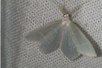 <i>Jodis lactearia</i>