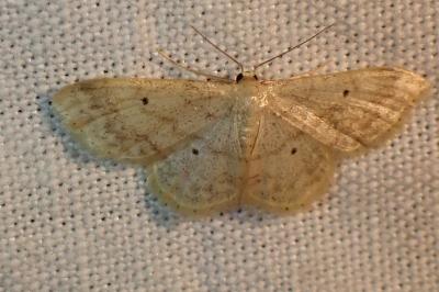 <i>Idaea biselata</i>