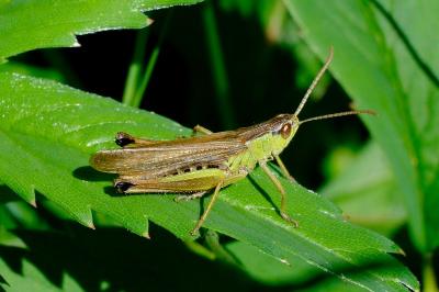 <i>Pseudochorthippus</i>