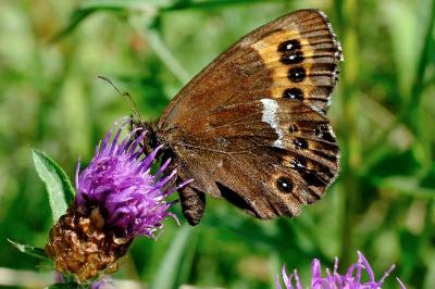 <i>Erebia ligea</i>