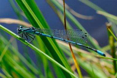 <i>Coenagrion puella</i>
