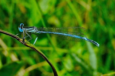 <i>Platycnemis pennipes</i>