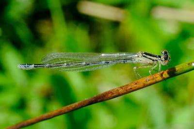 <i>Enallagma cyathigerum</i>