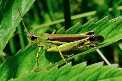 <i>Stethophyma grossum</i>